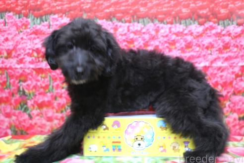 成約済の千葉県のポメプー:ポメラニアン×トイプードル-376667の2枚目