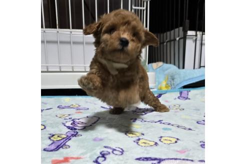 成約済の岡山県のトイプードル-374258の9枚目