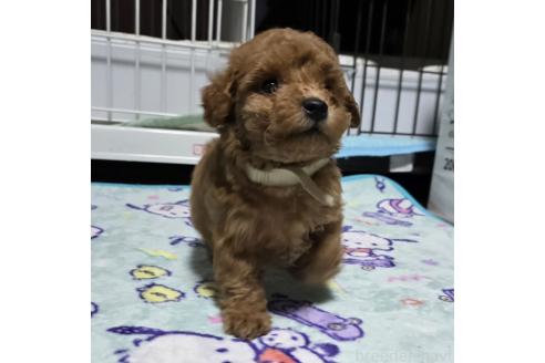 成約済の岡山県のトイプードル-374258の8枚目