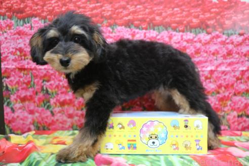 成約済の千葉県のポメプー:ポメラニアン×トイプードル-376672の2枚目