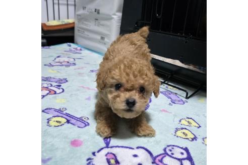 販売中の岡山県のトイプードル-374261の9枚目
