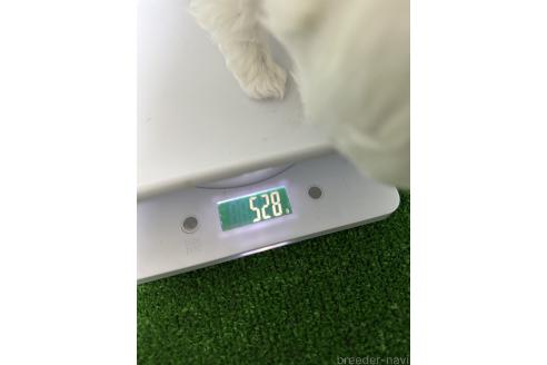 成約済の愛媛県のマルチーズ-379586の3枚目