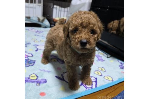 成約済の岡山県のトイプードル-374260の18枚目