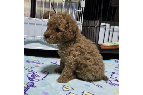 成約済の岡山県のトイプードル-374260の17枚目