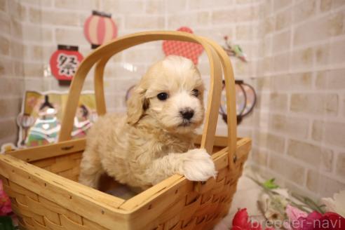 販売中の東京都のマルプー:マルチーズ×トイプードル-378955の7枚目