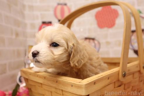 販売中の東京都のマルプー:マルチーズ×トイプードル-378955の6枚目