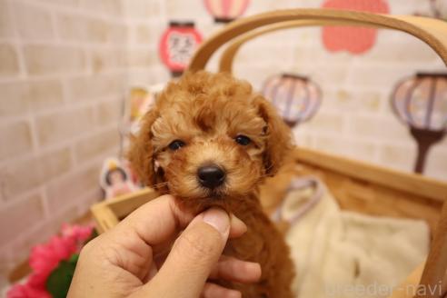 成約済の東京都のトイプードル-378950の4枚目
