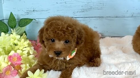 成約済の埼玉県のトイプードル-378126の17枚目