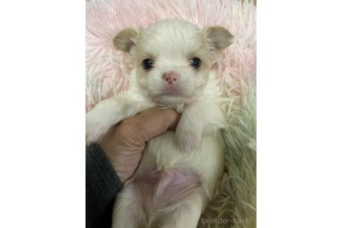 成約済の滋賀県のチワワ(ロングコート)-379442の5枚目
