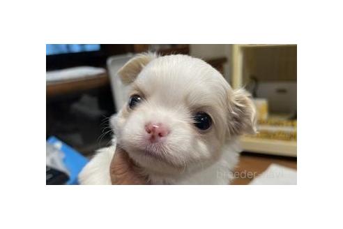 成約済の滋賀県のチワワ(ロングコート)-379442の1枚目