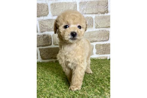 販売中の大阪府のトイプードル-379595の3枚目