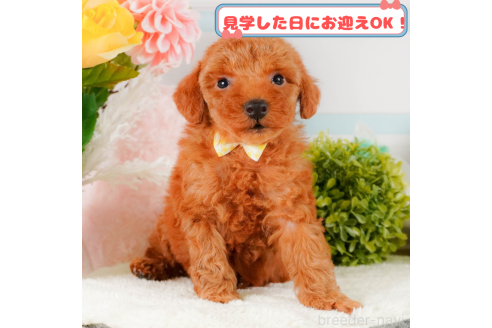 成約済ののトイプードル-379633
