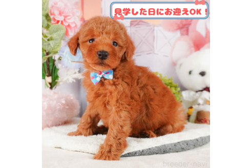 成約済の神奈川県のトイプードル-379637の1枚目