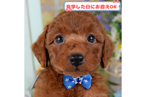 販売中の神奈川県のトイプードル-379638