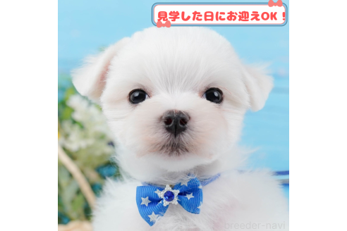 販売中の神奈川県のマルチーズ-379640