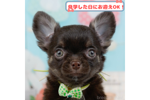 販売中の神奈川県のチワワ(ロングコート)-379643