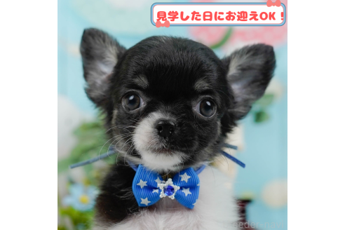 成約済の神奈川県のチワワ(ロングコート)-379645の1枚目