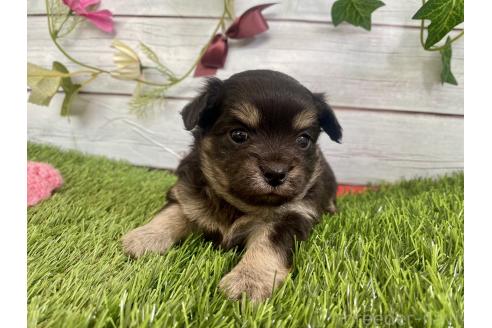 成約済の茨城県のミックス犬-379648の12枚目