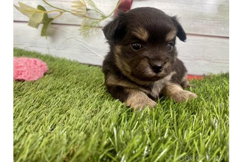 成約済の茨城県のミックス犬-379648の10枚目