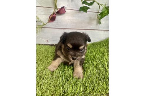 成約済の茨城県のミックス犬-379648の8枚目
