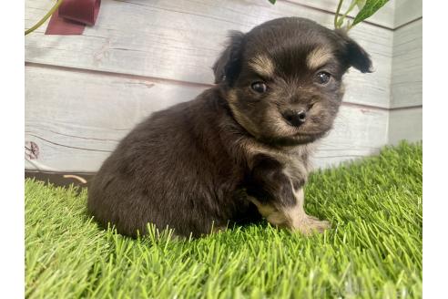 成約済の茨城県のミックス犬-379648