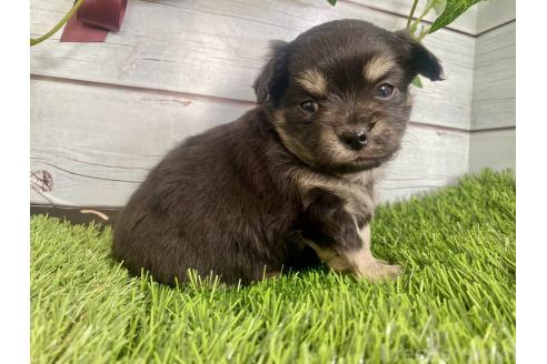成約済の茨城県のミックス犬-379648の7枚目