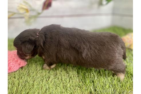 成約済の茨城県のミックス犬-379648の6枚目
