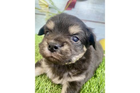 成約済の茨城県のミックス犬-379648の5枚目