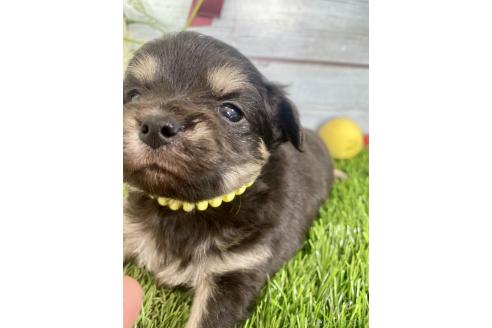 成約済の茨城県のミックス犬-379648の4枚目
