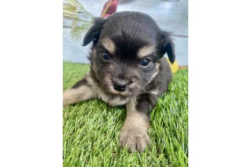 成約済の茨城県のミックス犬-379648の3枚目