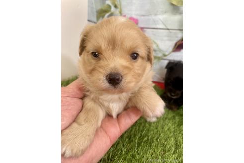成約済の茨城県のミックス犬-379651の11枚目