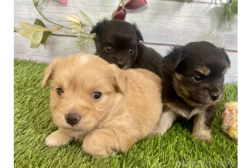成約済の茨城県のミックス犬-379651の9枚目