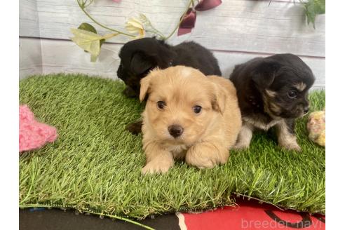 成約済の茨城県のミックス犬-379651の8枚目