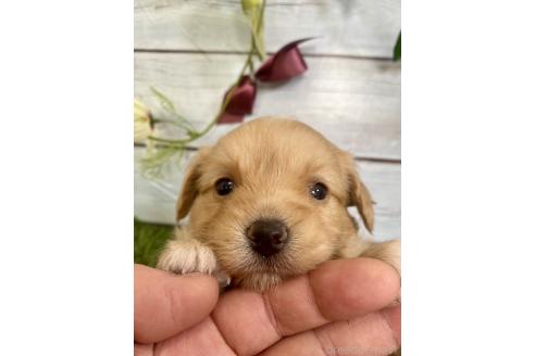 成約済の茨城県のミックス犬-379651の7枚目