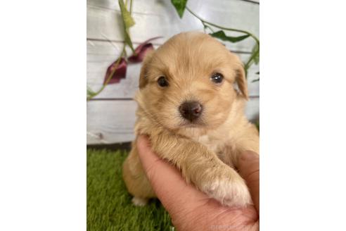 成約済の茨城県のミックス犬-379651の6枚目