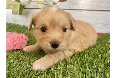 成約済の茨城県のミックス犬-379651