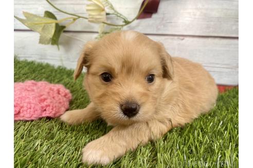 成約済の茨城県のミックス犬-379651の4枚目