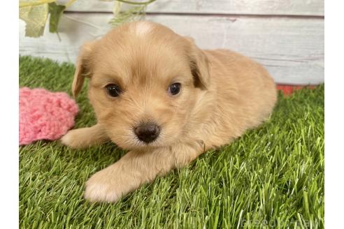 成約済の茨城県のミックス犬-379651の3枚目