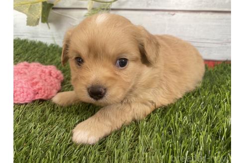 成約済の茨城県のミックス犬-379651の2枚目