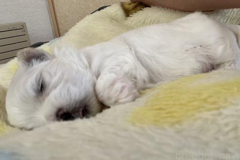 成約済の滋賀県のマルチーズ-377489の77枚目