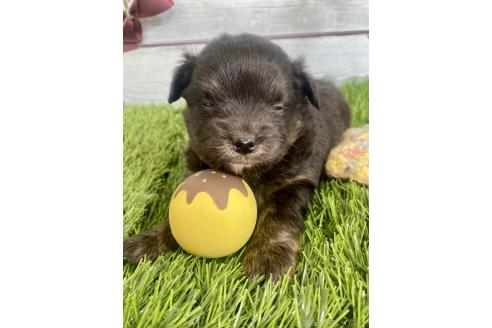 成約済の茨城県のミックス犬-379653の22枚目