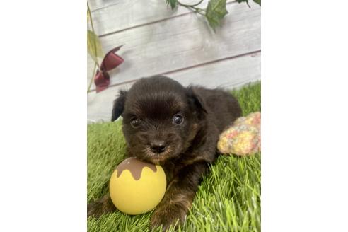 成約済の茨城県のミックス犬-379653の21枚目