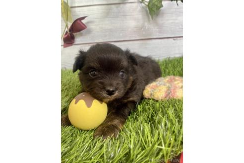 成約済の茨城県のミックス犬-379653の20枚目