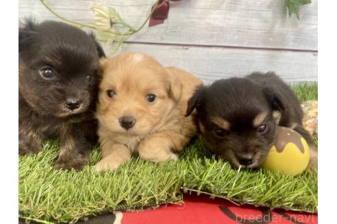 成約済の茨城県のミックス犬-379653の17枚目