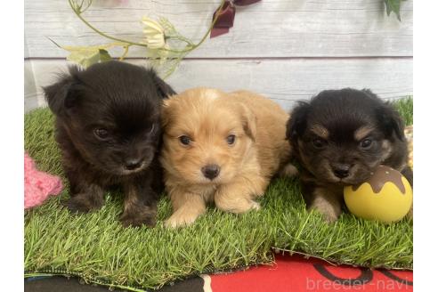 成約済の茨城県のミックス犬-379653の15枚目