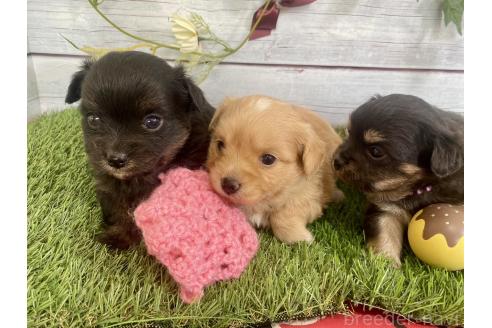 成約済の茨城県のミックス犬-379653の14枚目