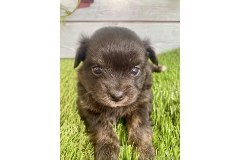 成約済の茨城県のミックス犬-379653の1枚目