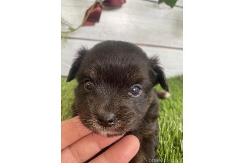 成約済の茨城県のミックス犬-379653の12枚目