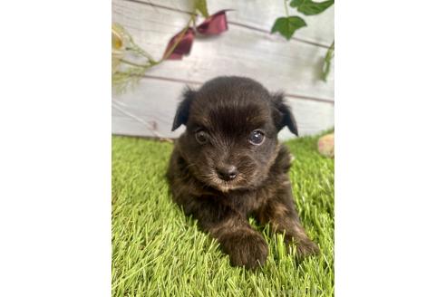 成約済の茨城県のミックス犬-379653の10枚目
