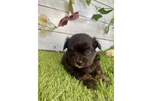 成約済の茨城県のミックス犬-379653の8枚目